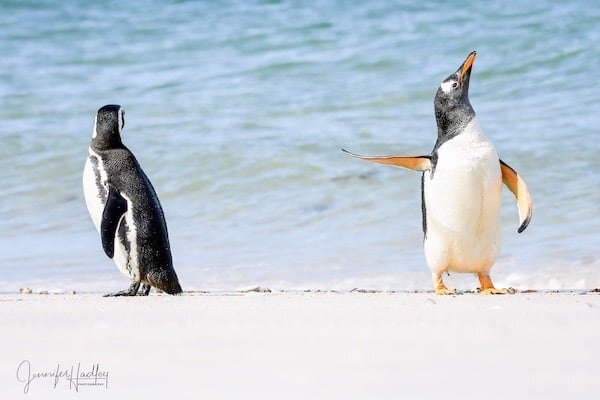     Самые смешные фотографии животных премии Comedy Wildlife Photo Awards 2022