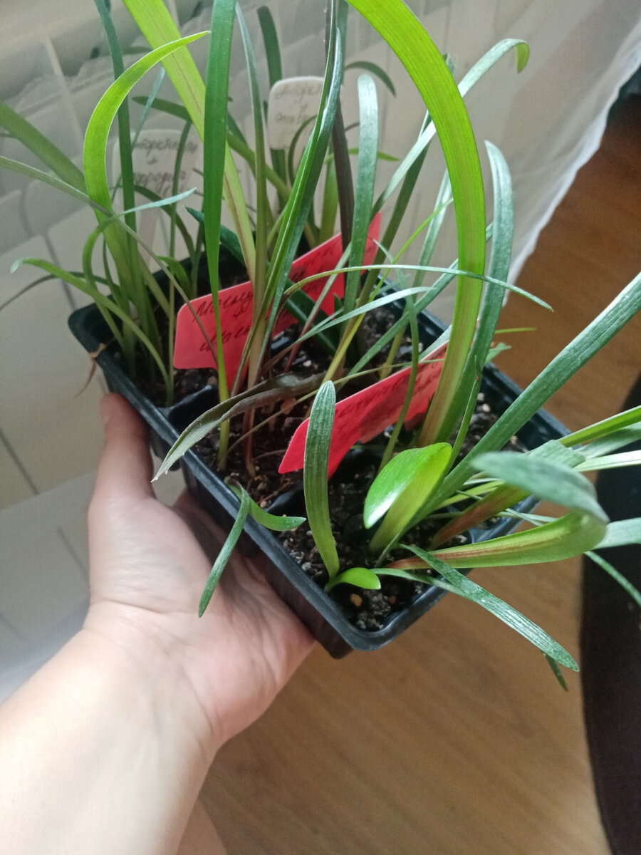 Примерно середина лета