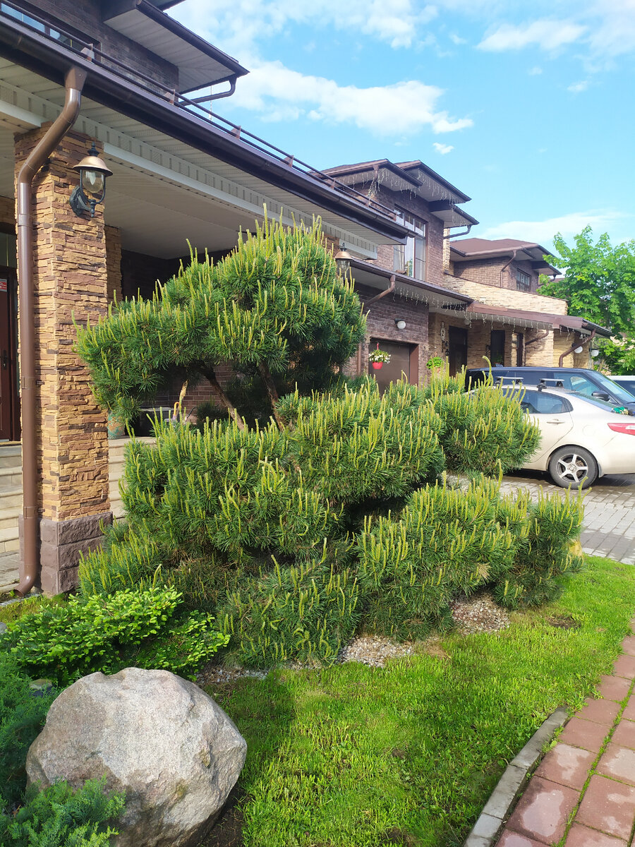 Садовый бонсай и Ниваки из Сосны