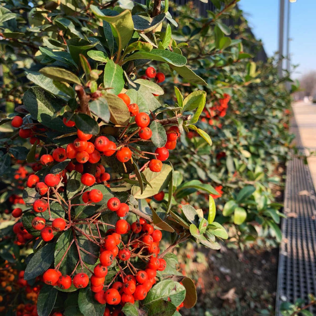 Парк Галицкого, декабрь 2022