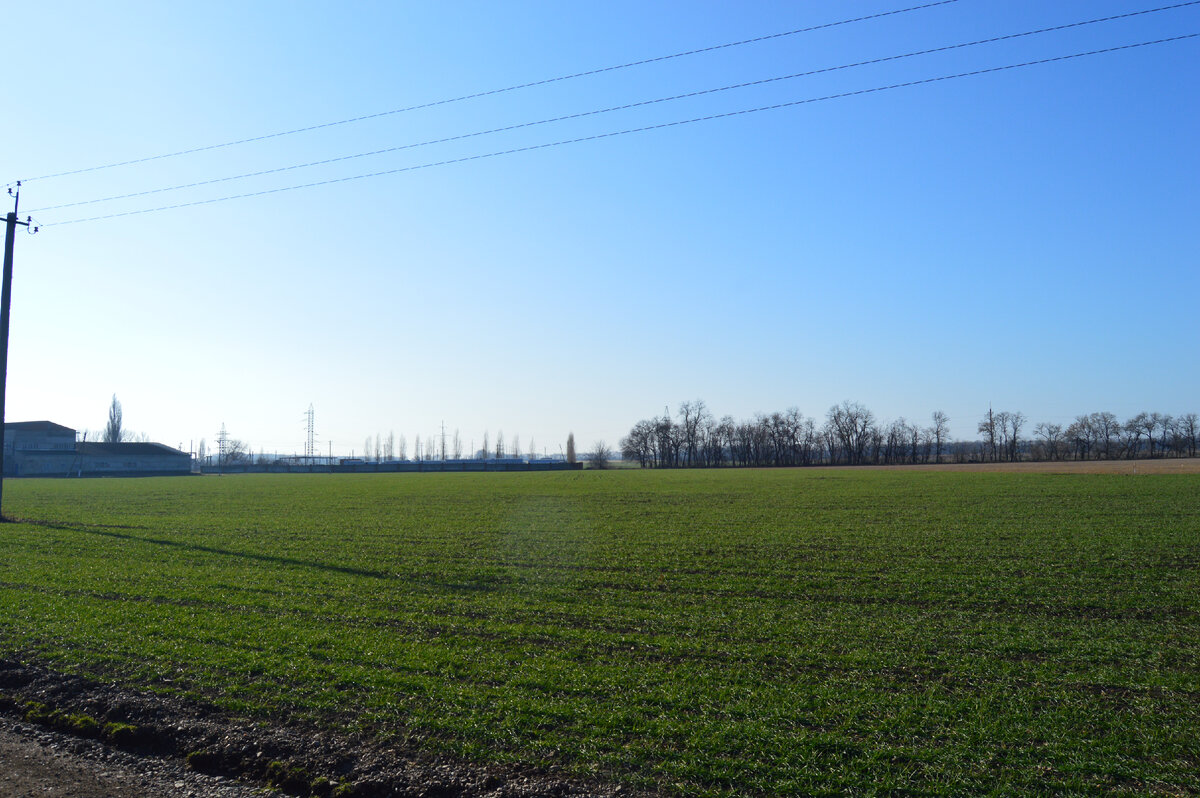 Фото автора.16.01.2023. Озимое поле агрофирмы.