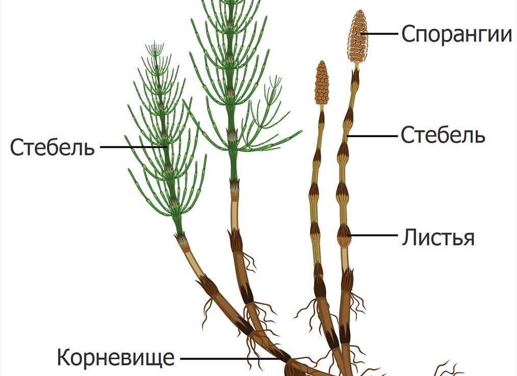 Рассмотрите рисунок на весенних побегах хвоща созревают