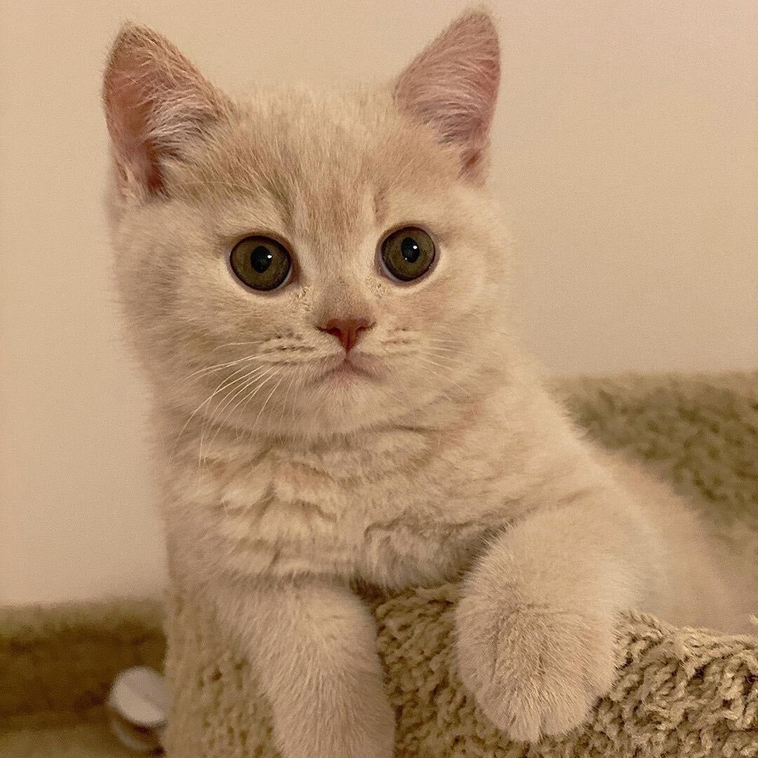 
Котята рождаются слепыми и глухими, но очень быстро развиваются и в течение первых нескольких недель жизни начинают открывать глаза и уши. Котята могут играть и крепко спать в течение большей части дня, но также нуждаются в активности и взаимодействии с людьми.
Когда вы принимаете котенка домой, важно убедиться, что он получает правильное питание и уход. Кормление котят может быть сложным процессом, поэтому важно выбрать правильную пищу для вашего котенка и следить за его потребностями в питании. Кроме того, котята нуждаются в регулярных посещениях ветеринара, чтобы проверить их здоровье и прививки.
-Важно также уделить внимание играм и развлечениям для вашего котенка. Игры помогут развить у котенка мышечную силу и координацию, а также помогут ему избавиться от энергии и стресса. Кроме того, игры помогут укрепить связь между вами и вашим котенком.
-Котята – это не только милые и пушистые создания, но и требовательные животные, которые нуждаются в правильном уходе и внимании. Но если вы готовы к этим требованиям, то котенок станет верным и преданным другом на многие годы.
