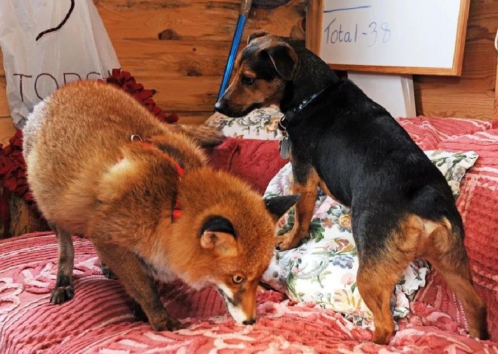 енот тыковка. кошка породы бигль. капибара домашняя. бенгальская кошка и бигль. кошка в квартире.