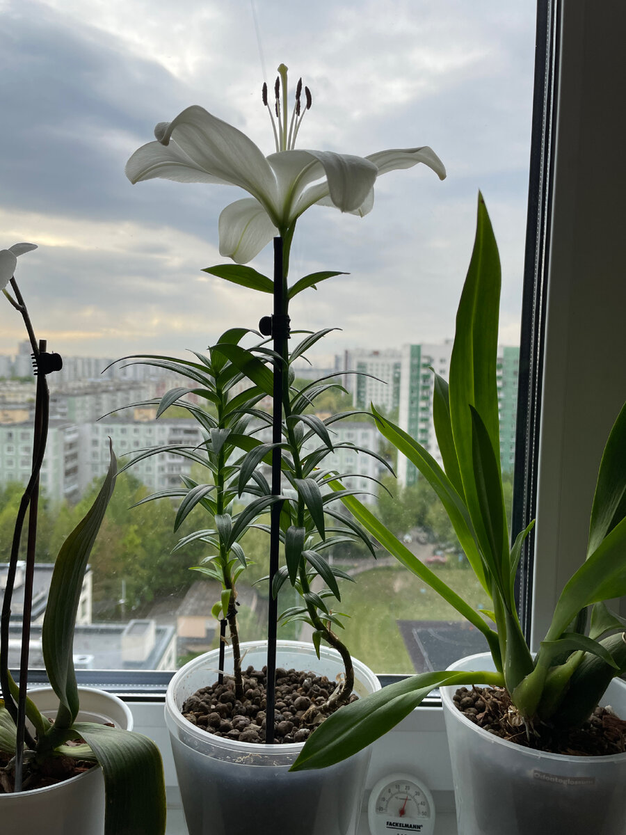 На подоконнике