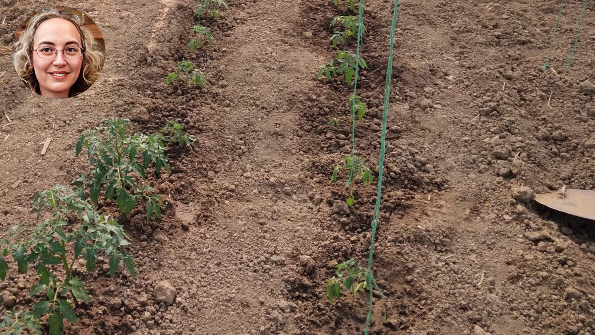 Хотя листовые подкормки имеют ряд преимуществ, для достижения максимального результата их следует чередовать с корневыми.