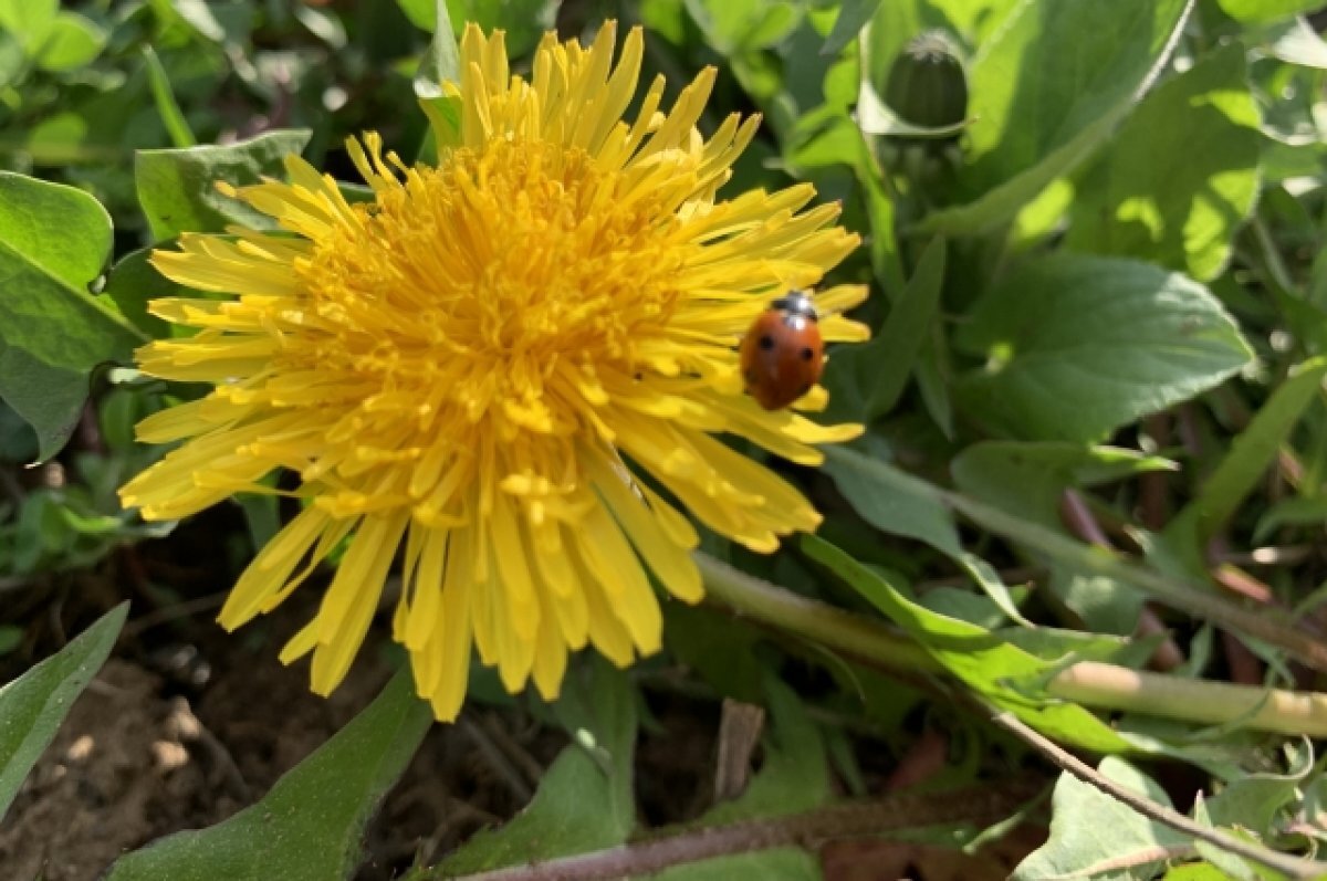    В ночь на 3 июня в Калининграде ожидаются заморозки