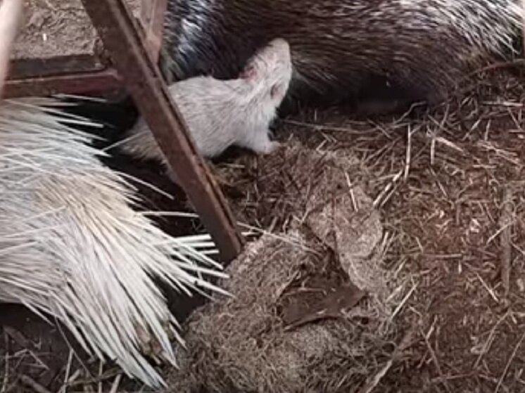     Скрин видео Сергея Клочека