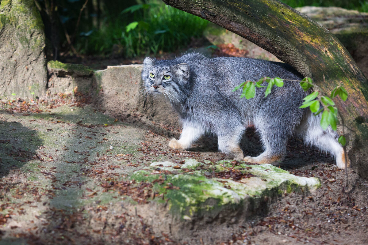 Кот манул в зоопарке Мюлуза во Франции. Фото: flickr.com / Cloudtail the Snow Leopard.