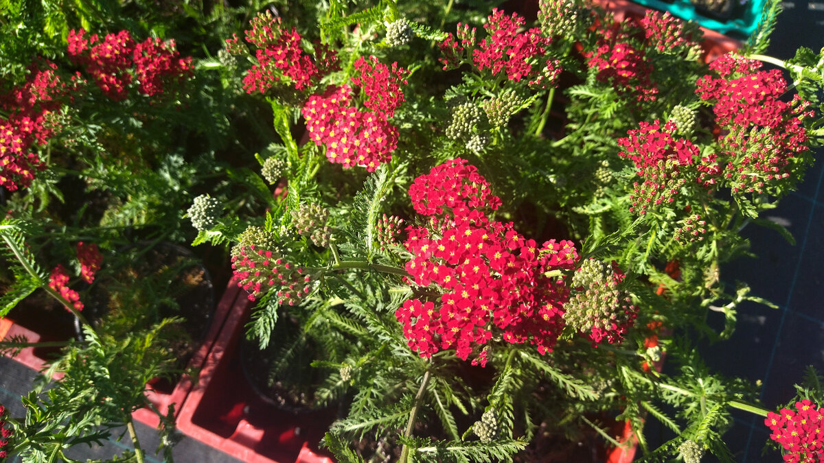 300 руб. за литровый горшок