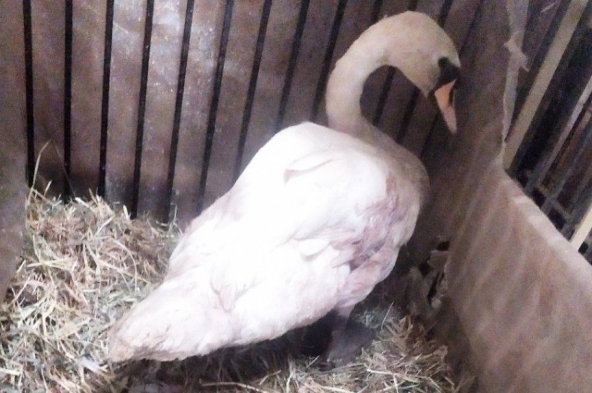    Измученные лебеди в Саратове продолжают оставаться в стрессе