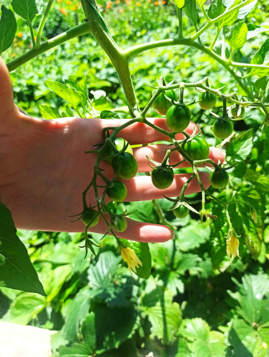 Черри Краски