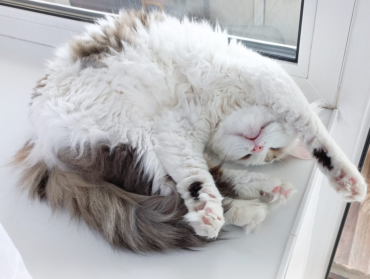 Это Котя