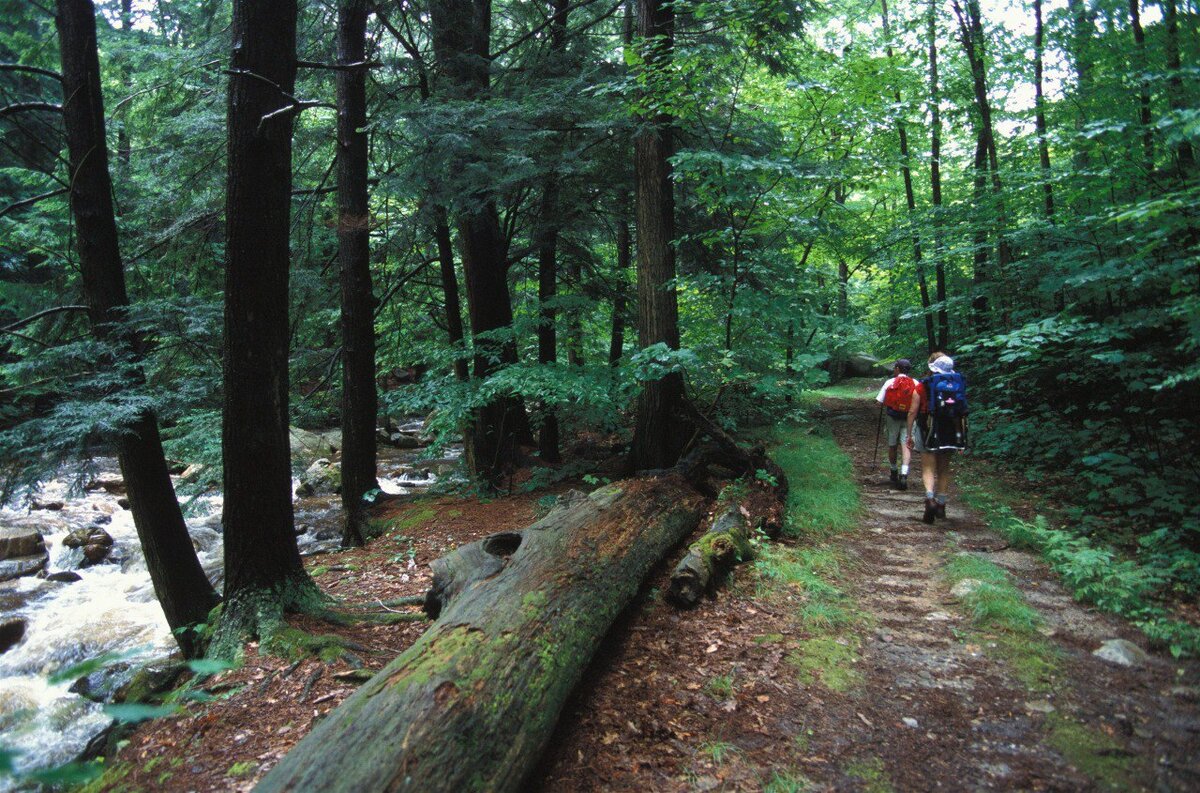 Прежде чем отправиться в лес, нужно очень хорошо подготовиться.  Фото: Danita Delimont / globallookpress.com
