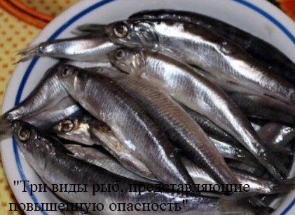 Безопасность превыше всего, поэтому хочу поделиться информацией о трех видов рыбы, которые следует рассматривать с осторожностью: "Три виды рыб, представляющие повышенную опасность"