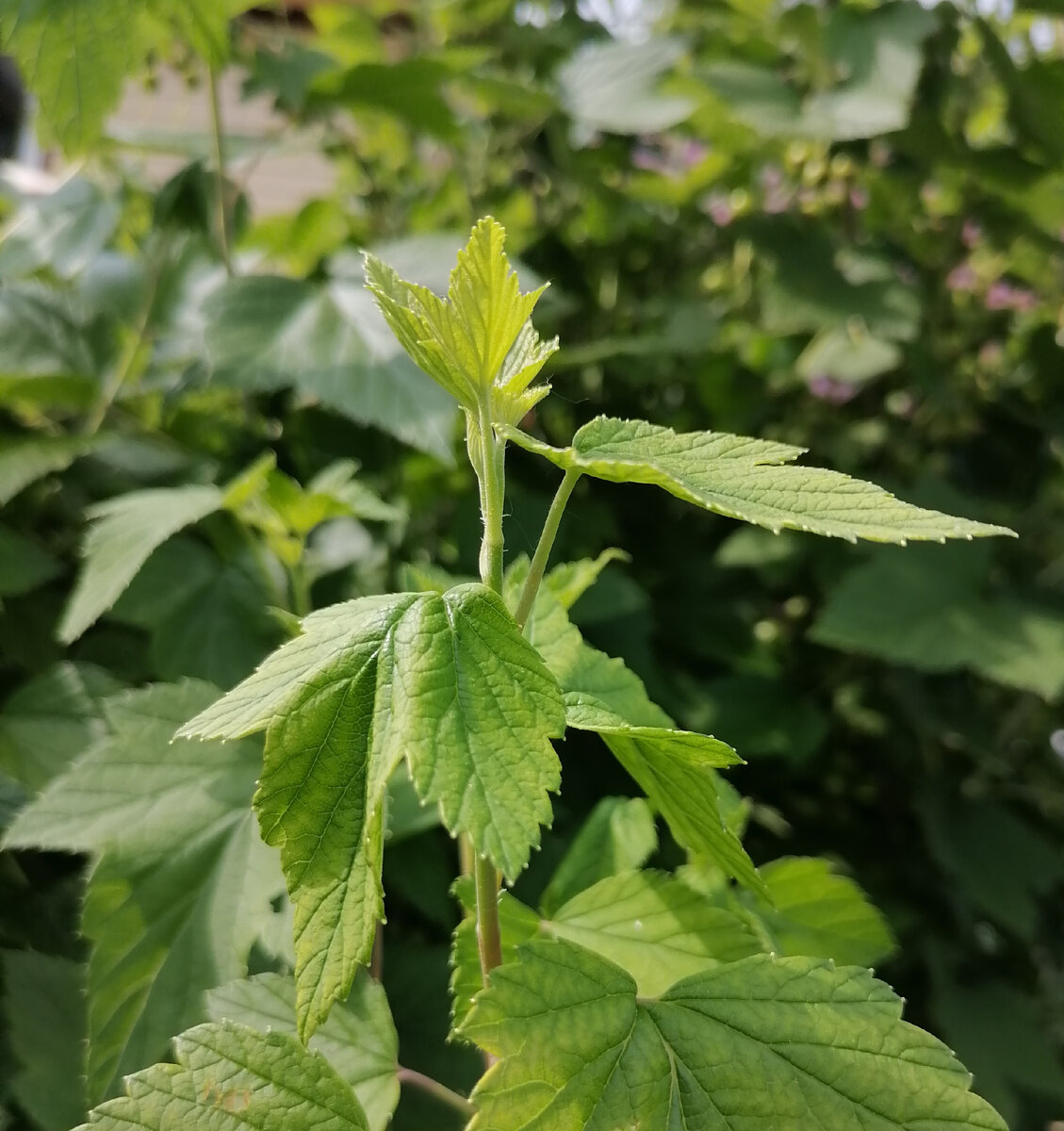 Молодой побео смородины, на котором была тля. 