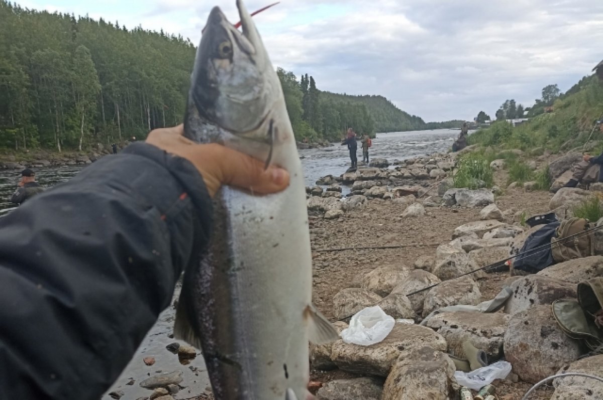 Погода норвежский сайт на 14 дней. Река Умба. Умба рыбалка. Умба рыбалка на горбушу. Умба рыбаки 2023.