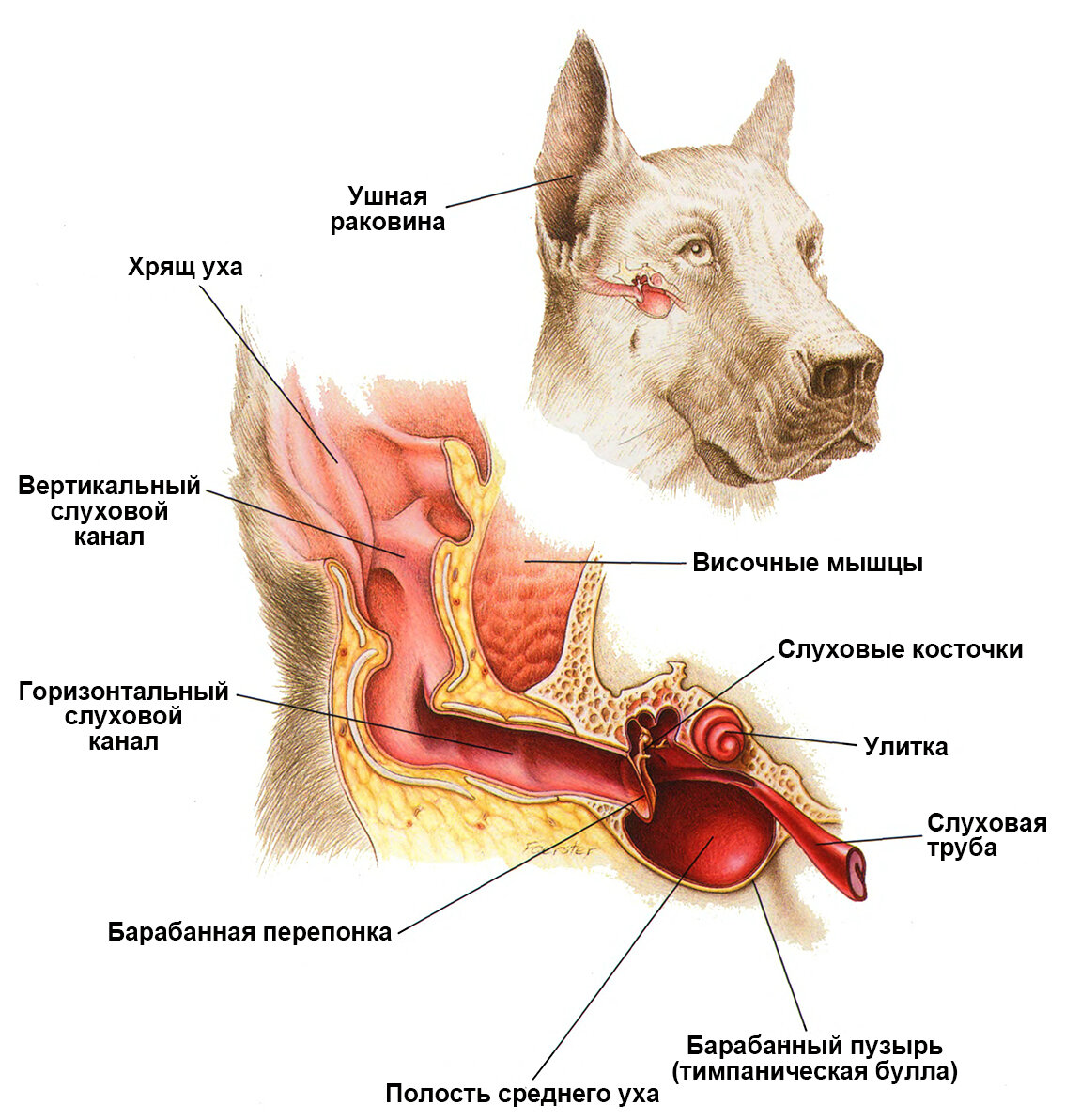 строение уха собаки