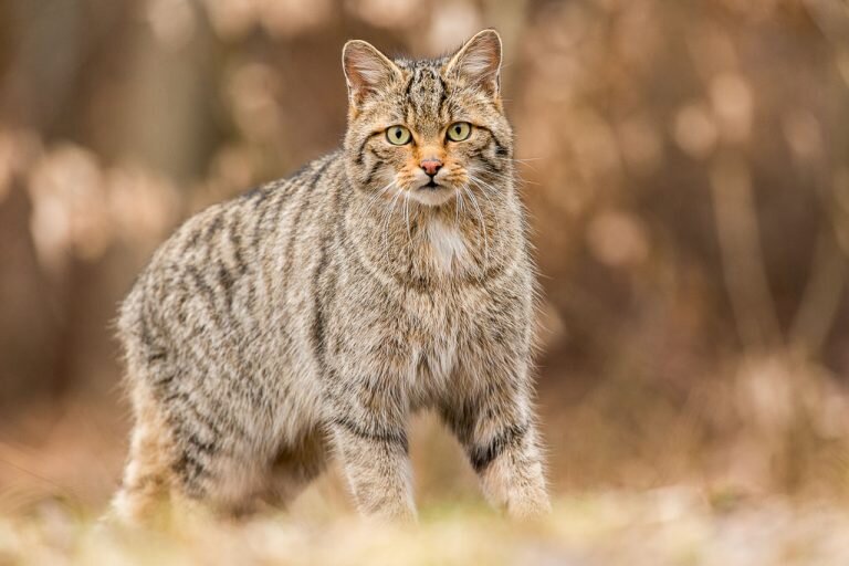 Уральская порода кошек. Степной кот Felis Silvestris lybica. Степная кошка (Felis Libyca). Фелис Либика. Степной кот Felis Libyca в Оренбургской области.