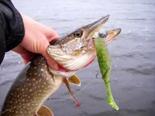 В большинстве случаев ловля щуки ведётся на силикон длиной от 7 до 10 сантиметров. При выборе виброхвоста своё предпочтение лучше отдать моделям с высоким телом, а при выборе твистера моделям, имеющим широкий хвост.