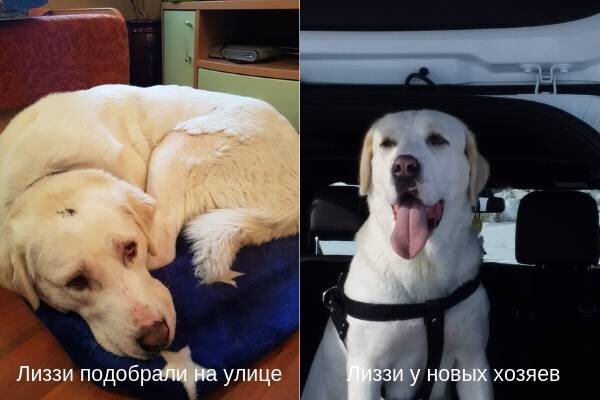 Волонтеры не теряют надежды помочь животным: снимают фото, постят объявления о поиске новых хозяев, подкармливают. Это Лиззи в период «бродяжничания» и уже в семье. Как говорится, почувствуйте разницу! Фото предоставлено Анастасией Распопиной
