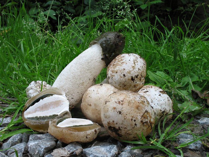                                                Веселка обыкновенная (Phallus impudicus)                                                                                  
                                                    Cемейство: Веселковые (Phallaceae)