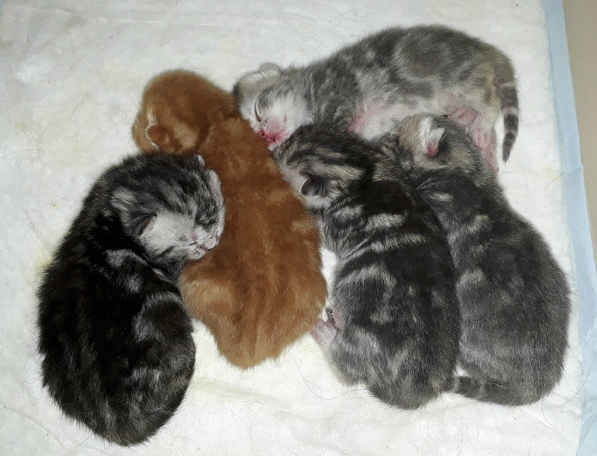 Из поиска Яндекс