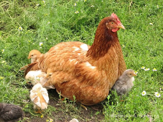 Отсадить новорожденных цыплят от курицы. Содержание и уход