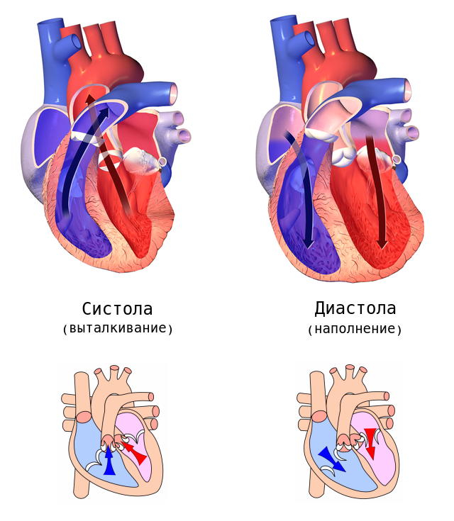 Систола и диастола сердца. Строение сердца систола диастола. Систола и диастола желудочков. Диастола предсердий и желудочков. Систола левого предсердия