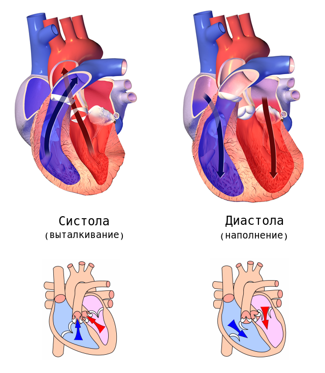 Систолы в сердце. Систола и диастола. Сердечный цикл систола и диастола. Систола предсердий желудочков и диастола. Строение сердца систола диастола.