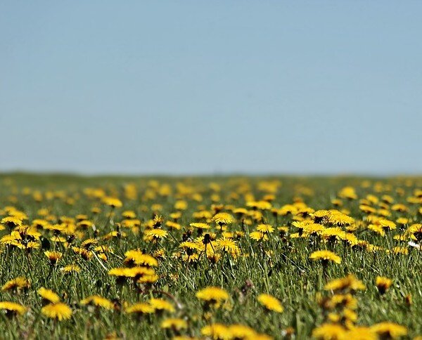 Фото: pixabay.com