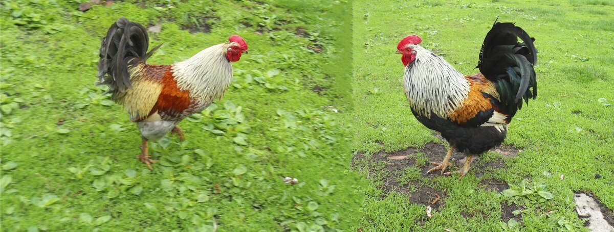 Жили-были, два красавца.