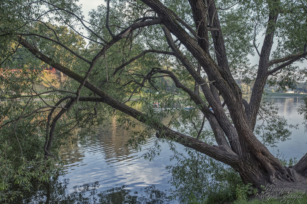 Вязовская дубрава заказник. Ива ракита над рекой. Какие деревья растут на реке. Деревья растущие в воде. Какие деревья растут на реке.