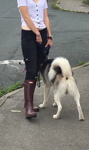 Сапоги Hunter