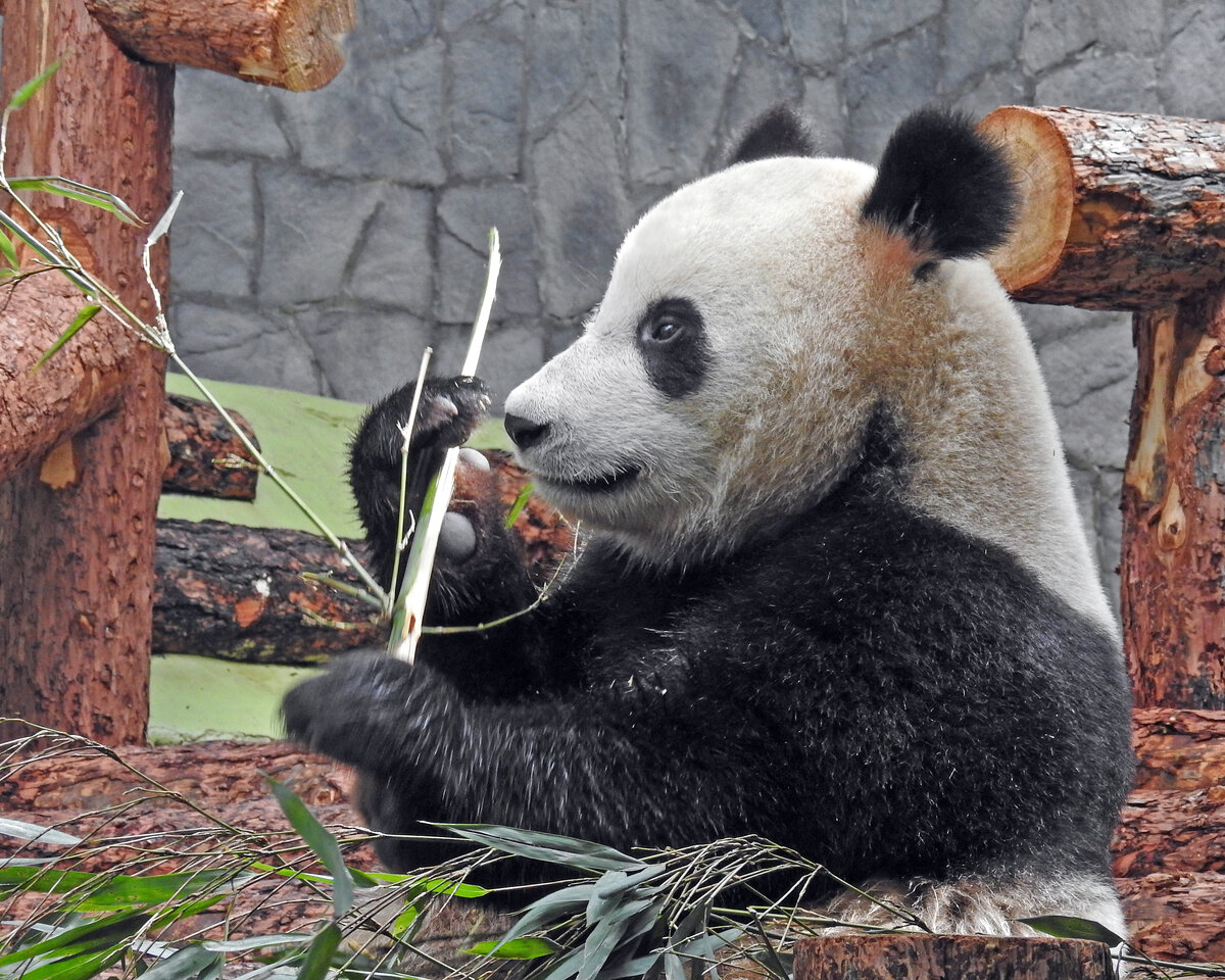 Панда живет в зоопарке. Панда в Московском зоопарке. Панда жуи. Панда в зоопарке России. Зоопарк Бали Панда.