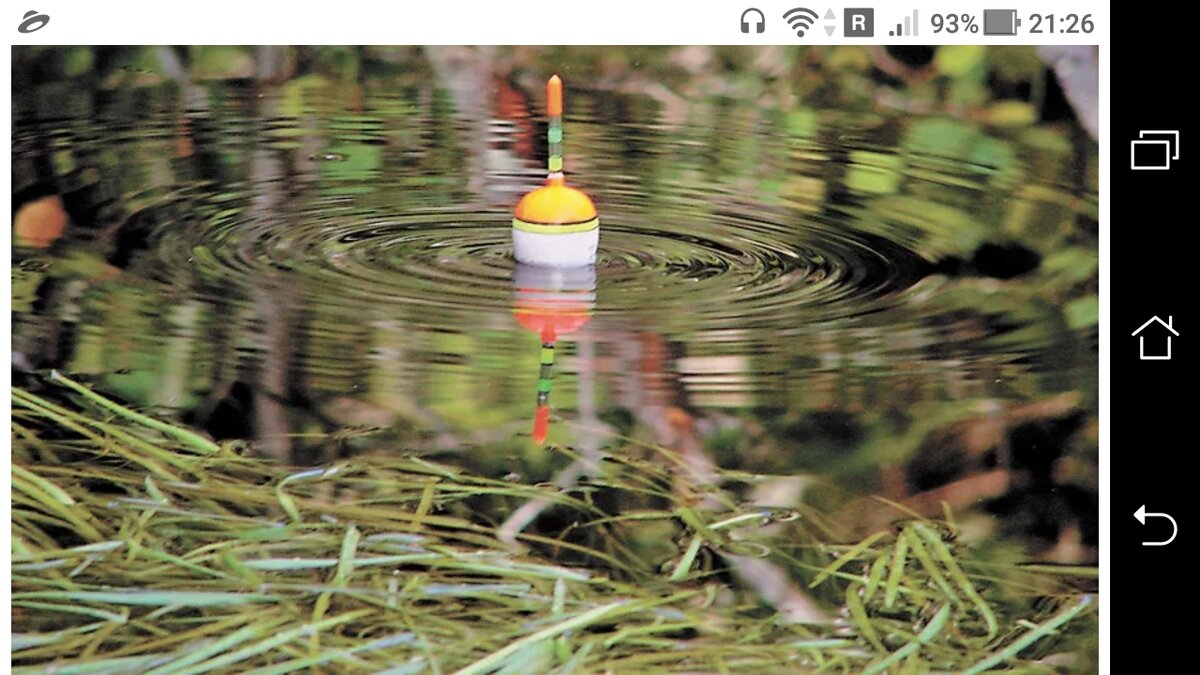 фото Клев "камышового карася" - условия ловли на поплавок