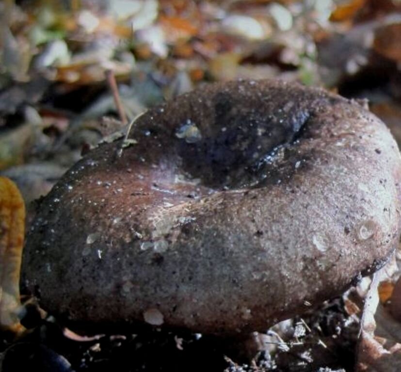 Груздь думер. Подгруздок чернеющий. Подгруздок чернеющий (Russula nigricans). Подгруздок частопластинчатый. Гриб подгруздок черный.