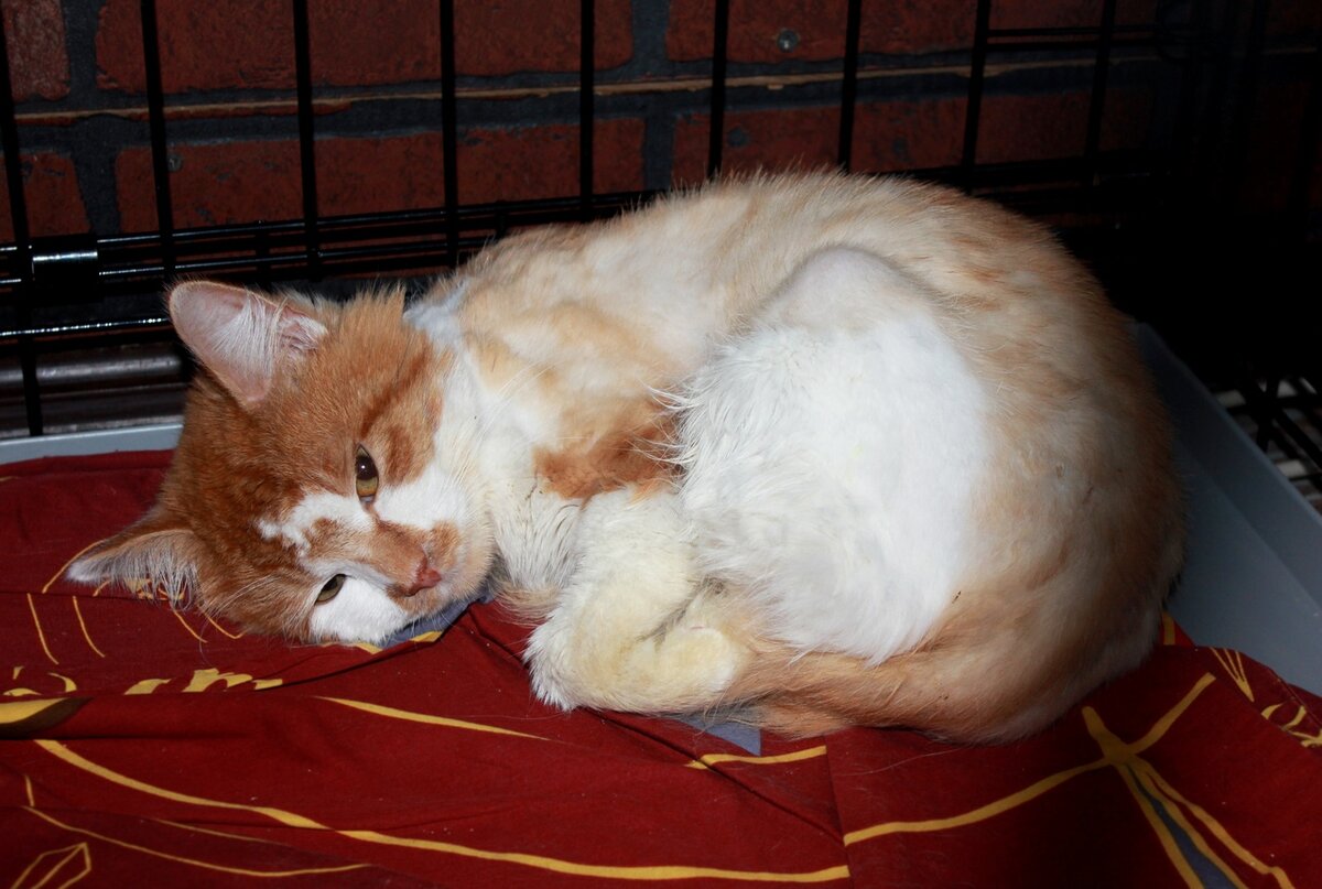 Сильвера нашли возле подъезда, о его прошлом, к сожалению, ничего неизвестно.  