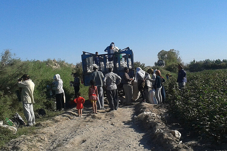 На сборе хлопка в Туркмении. Фото с сайта Habartm.org