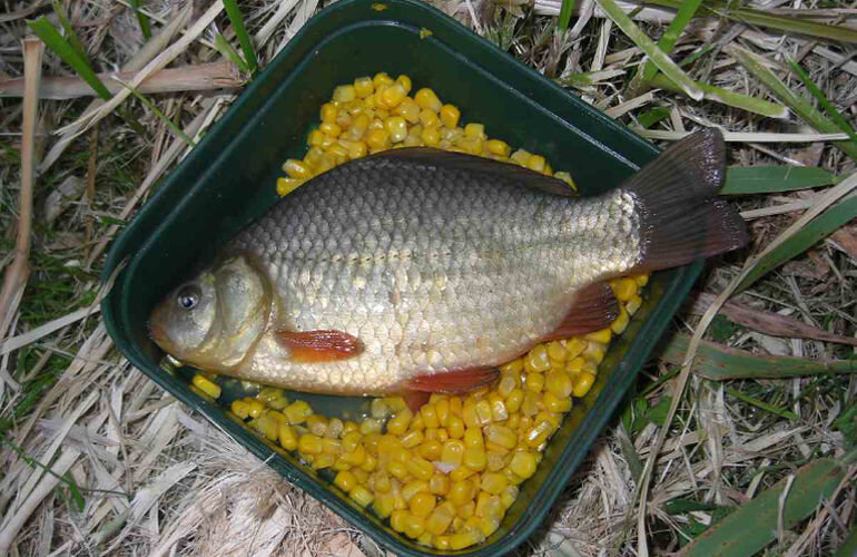 Какая рыба активно клюет на кукурузу? Рыболовный совет