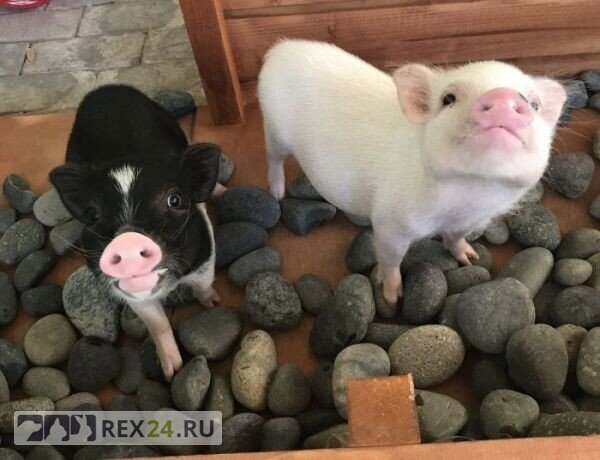 Фото: instagram thunderboltpigs