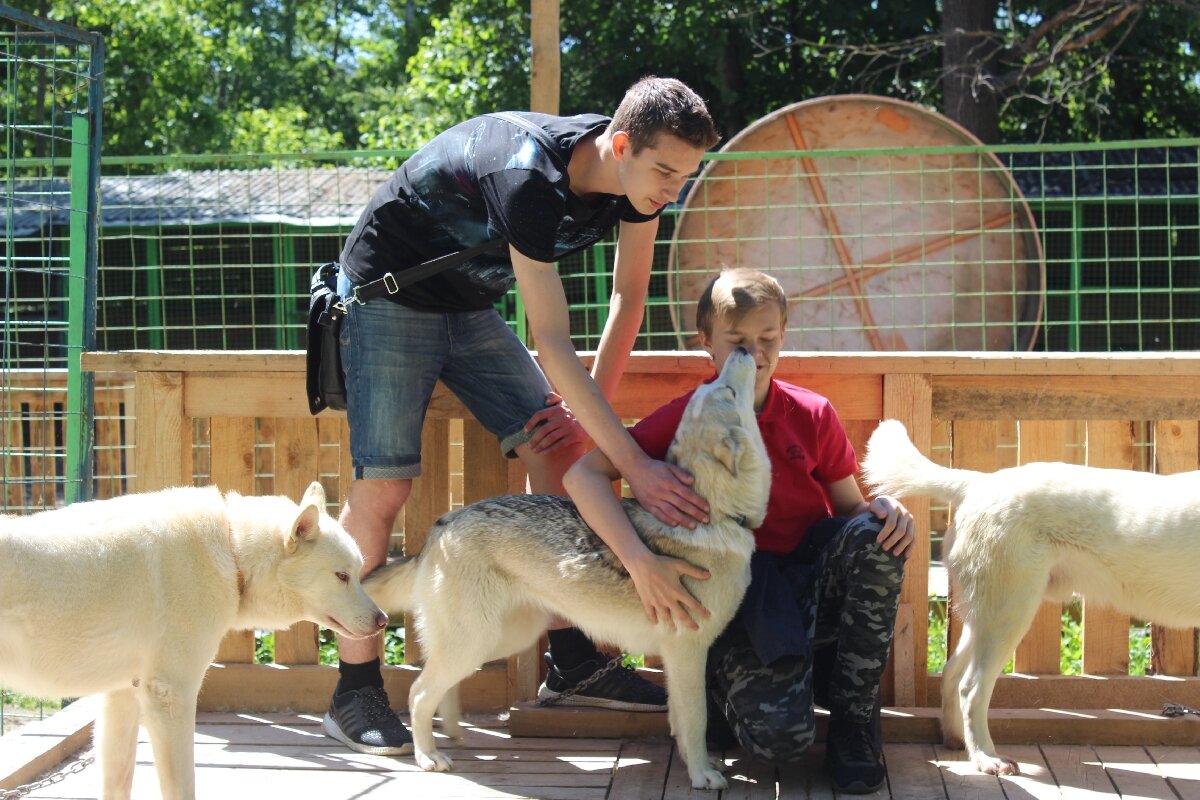 Питомник ездовых собак «Северный»