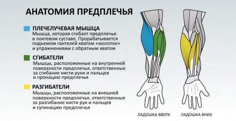 Особенности проведения рентгена предплечья