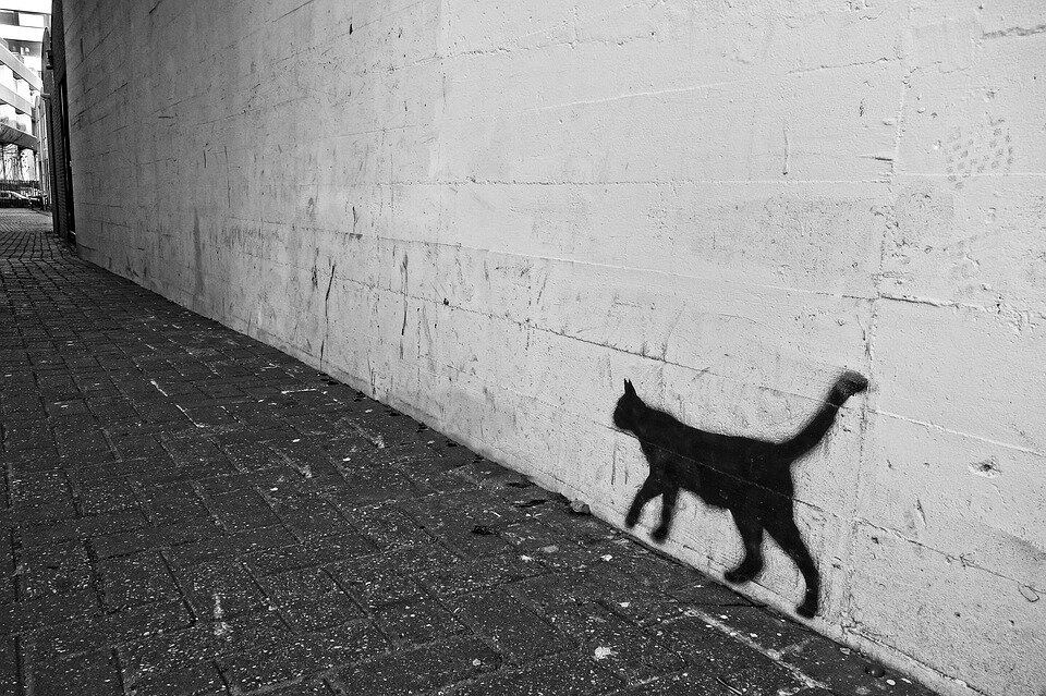 pixabay.com/photos/graffiti-wall-cat-spray-paint-3062069/