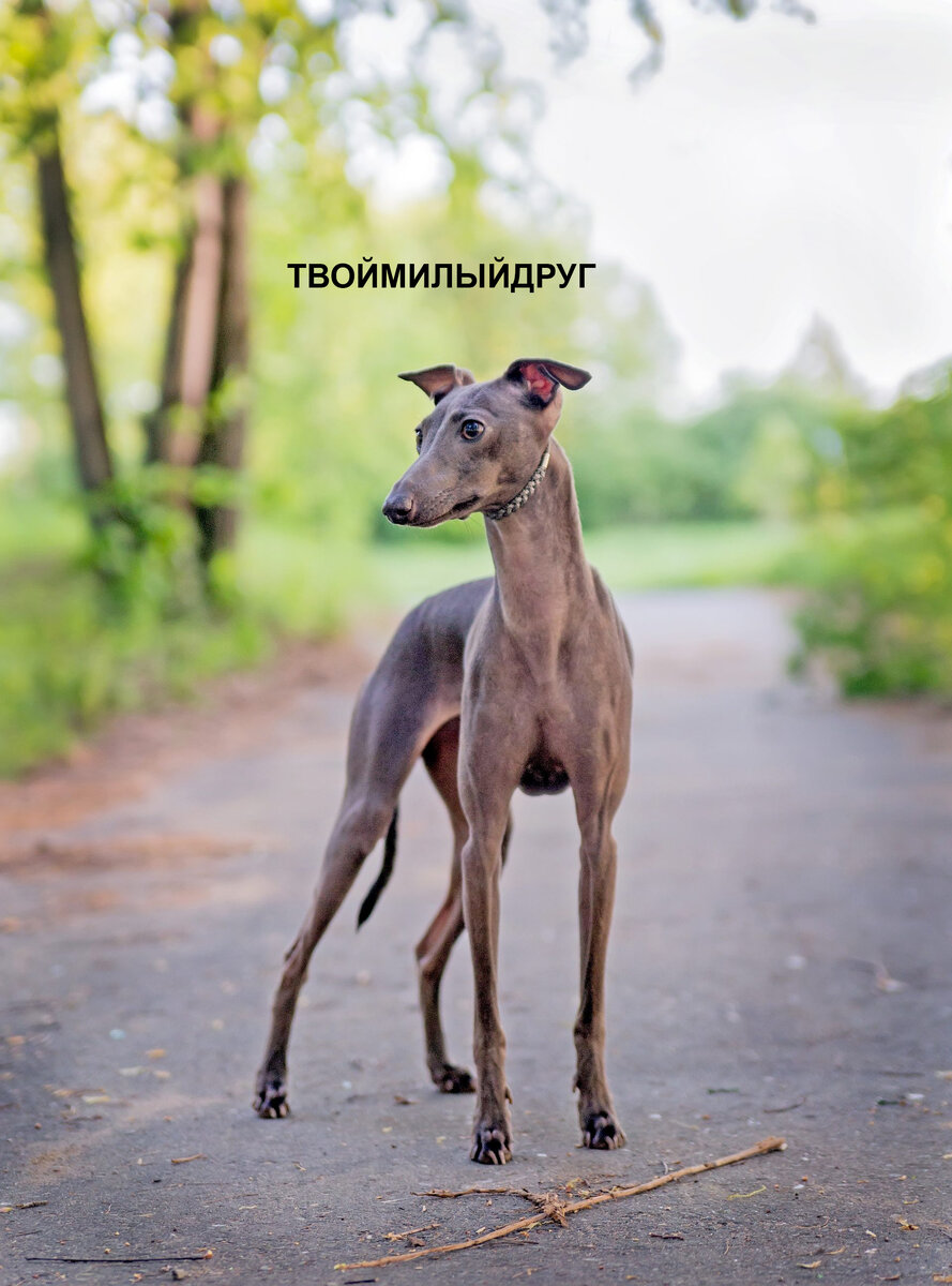 фотографии собак, о которых идёт речь