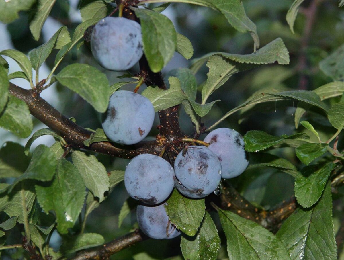 Ренклод Тамбовский