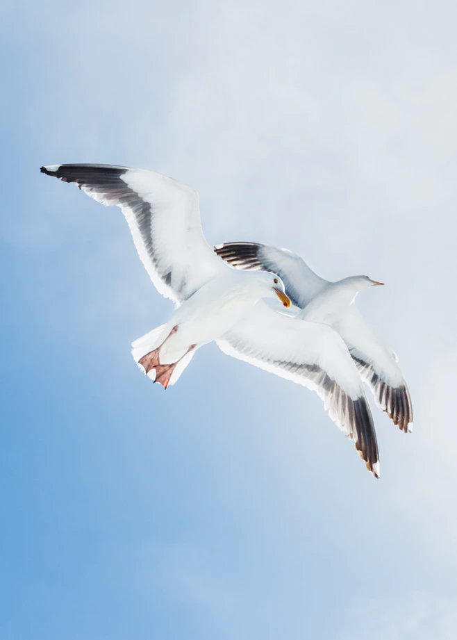 https://unsplash.com/photos/IdoWbWkkCXA