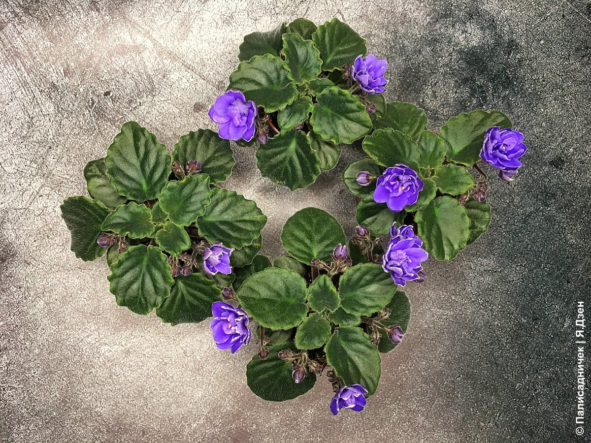 Каждая по отдельности как произведение искусства, а вместе — так вообще огонь!