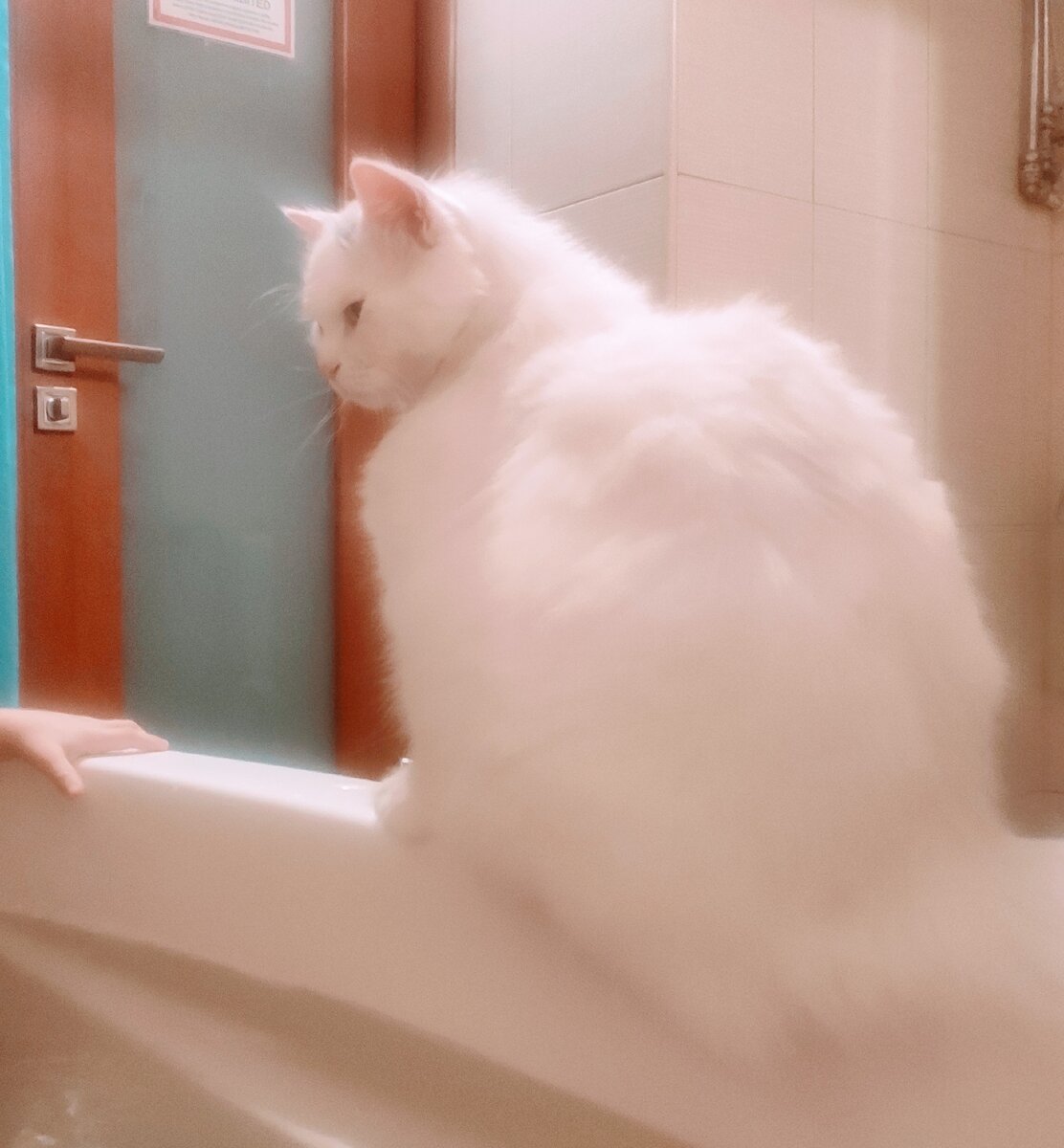 Котик сидит на краю ванны 