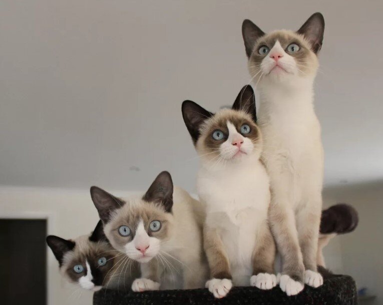 Сноу Шу котята